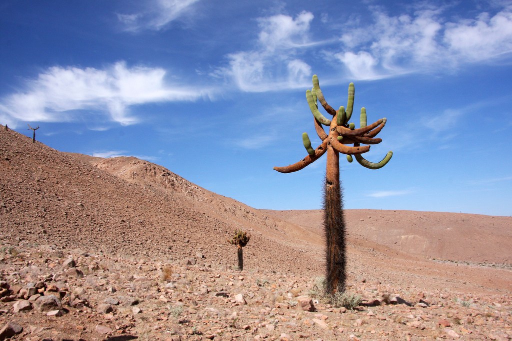 cactus-candelabro