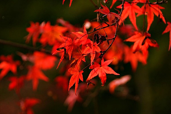 4-momijigari-autunno-in-giappone