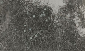 bestia5-e1452551801483