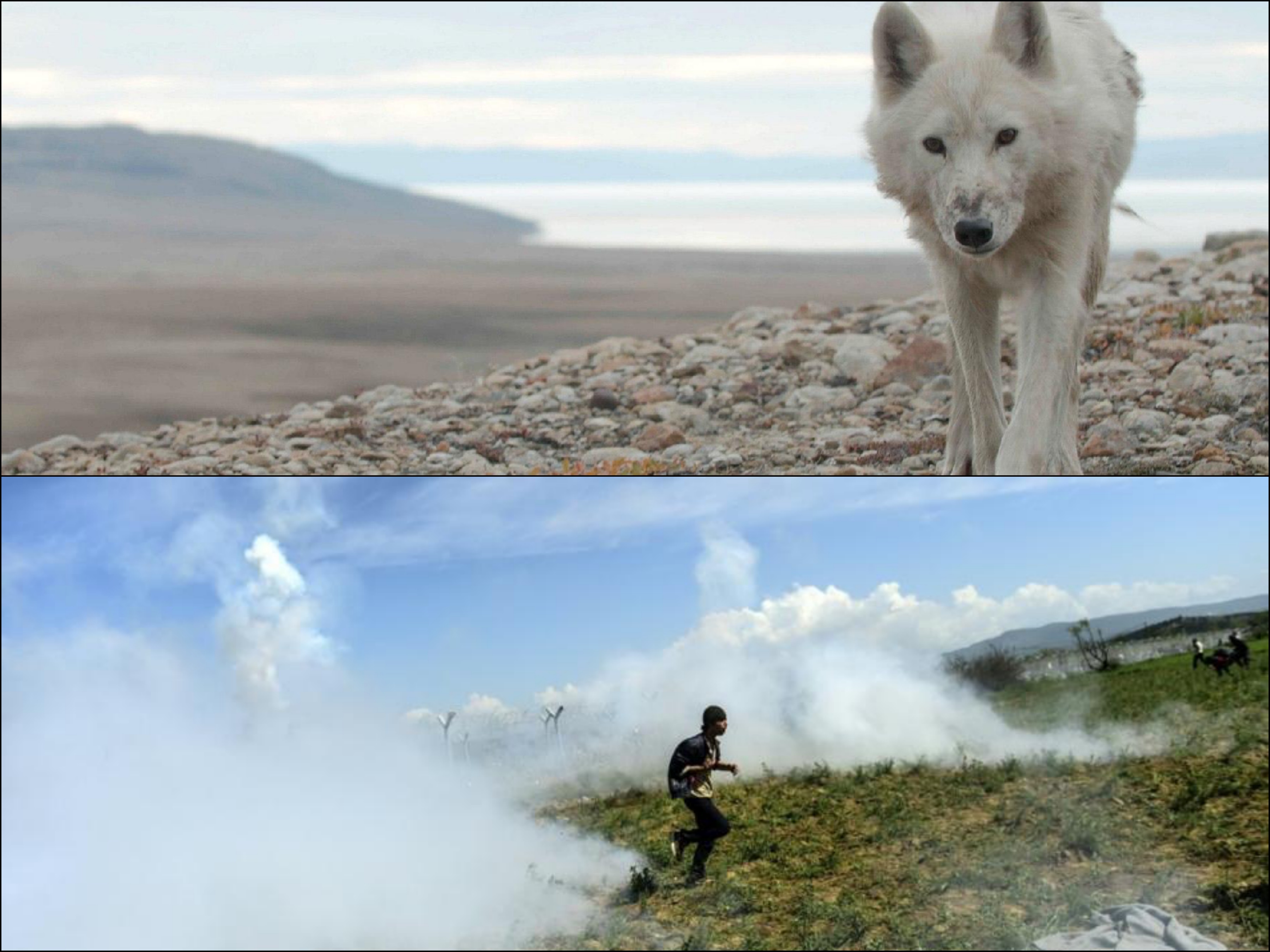 Collage_Fotor lupo idomeni